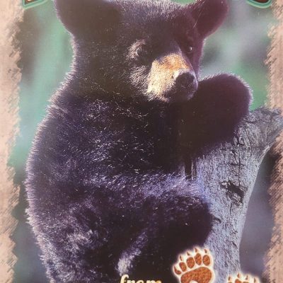 Postcard #16072 Bear hugs
