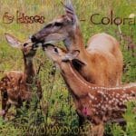 #16240 Deer hugs & kisses